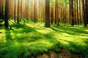 世界短跑线上对抗赛决赛回顾：技术数据全面分析，短跑比赛世界纪录